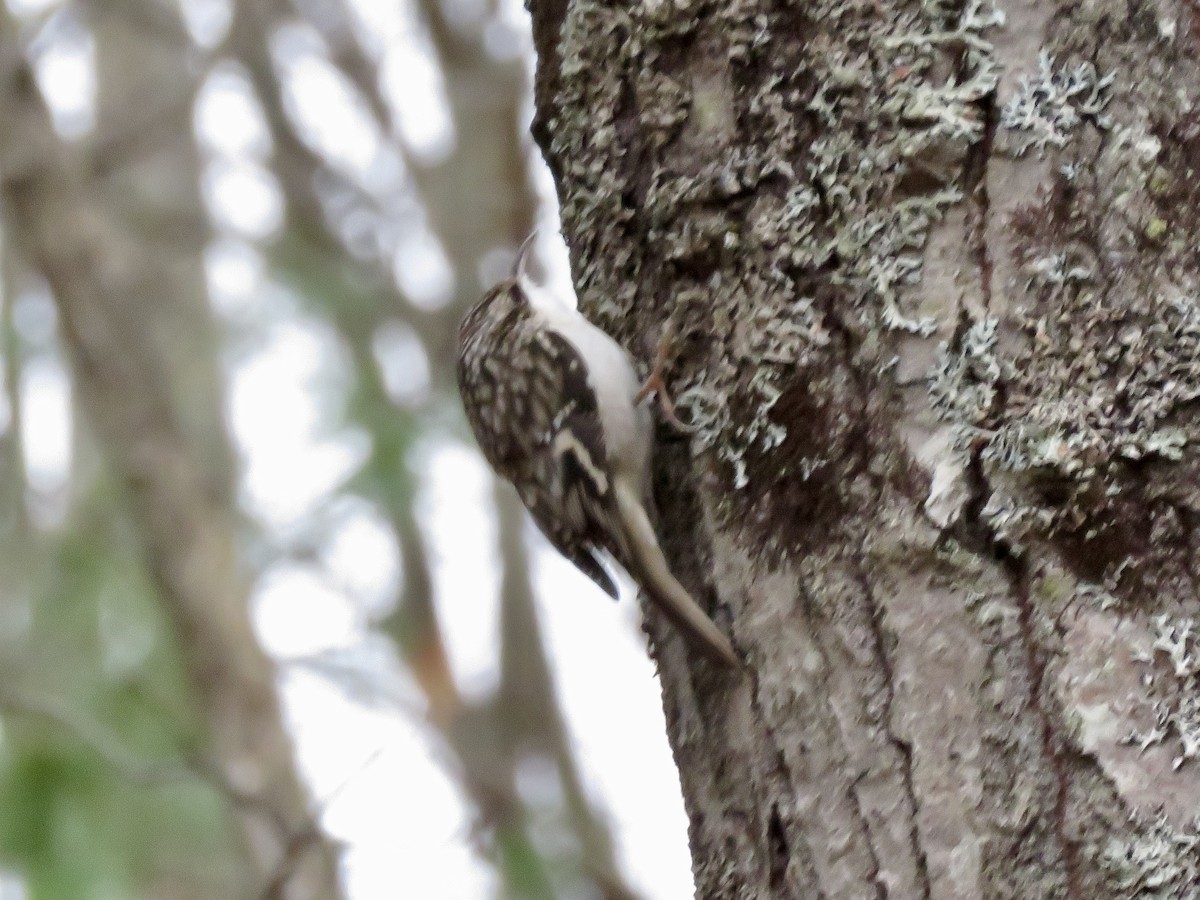 Brown Creeper - ML646117129