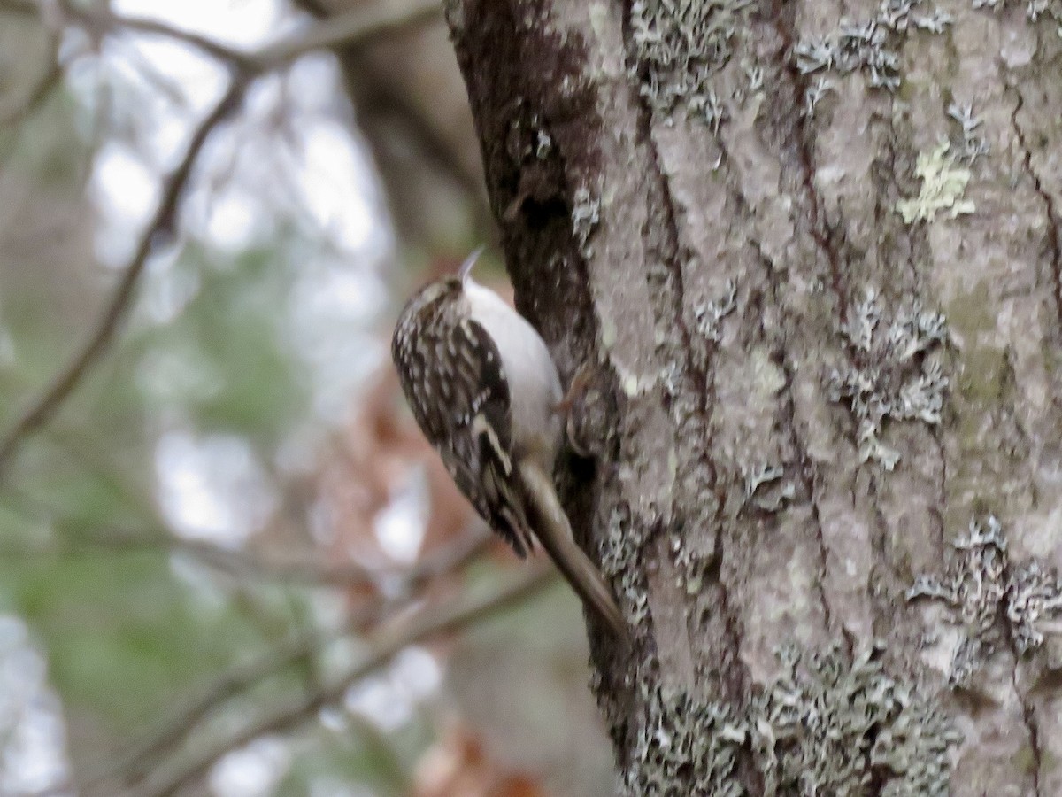 Brown Creeper - ML646117130