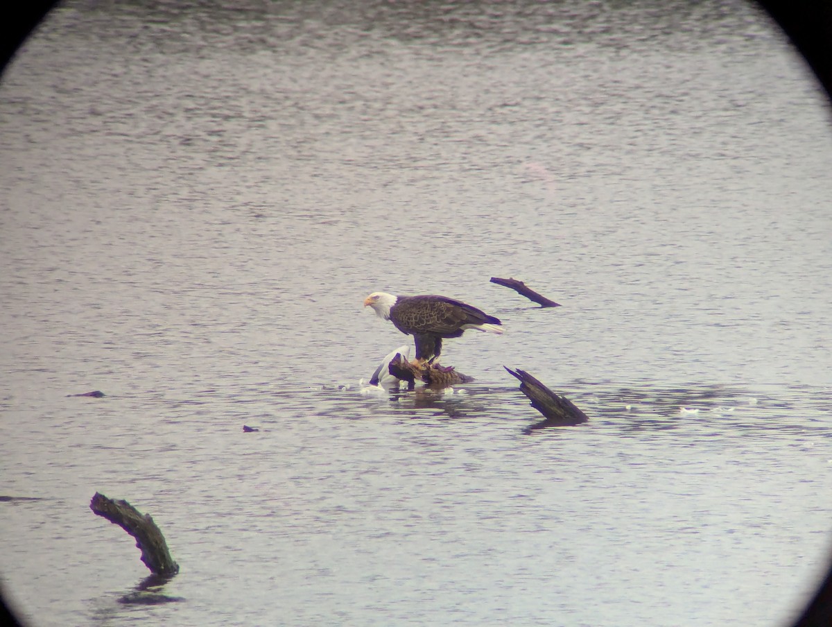 Bald Eagle - ML646117131