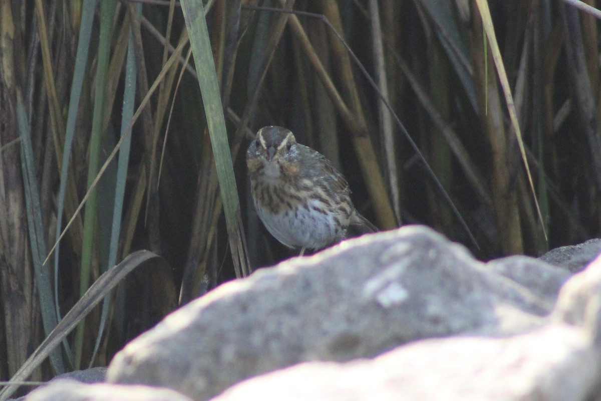 Saltmarsh Sparrow - ML646117133