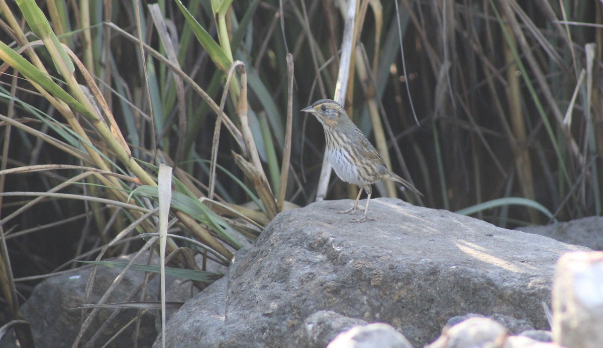 Saltmarsh Sparrow - ML646117134