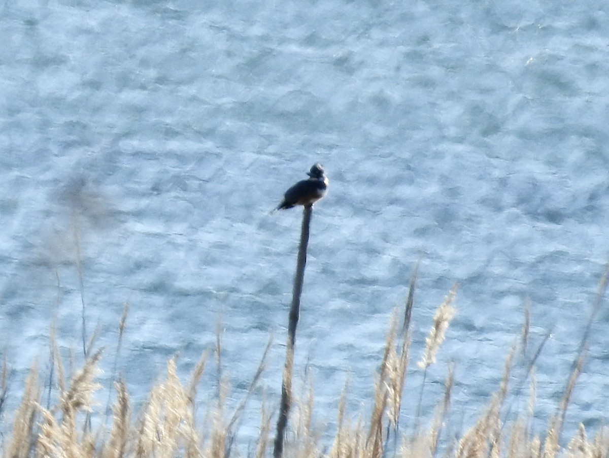 Belted Kingfisher - ML646117135