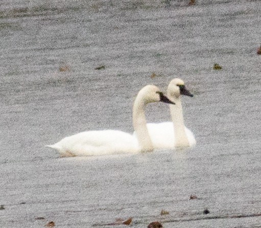 Tundra Swan - ML646117136