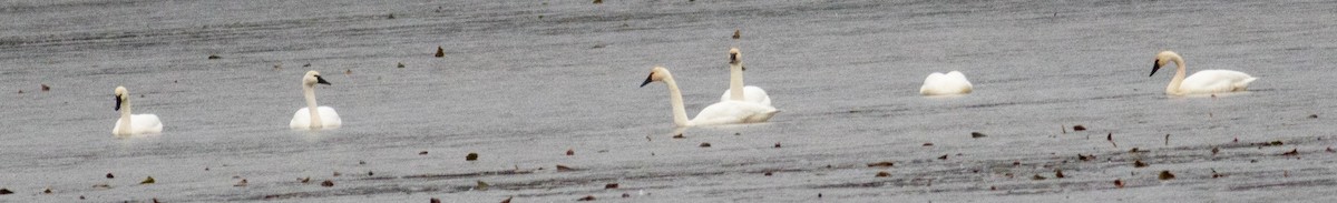 Tundra Swan - ML646117137
