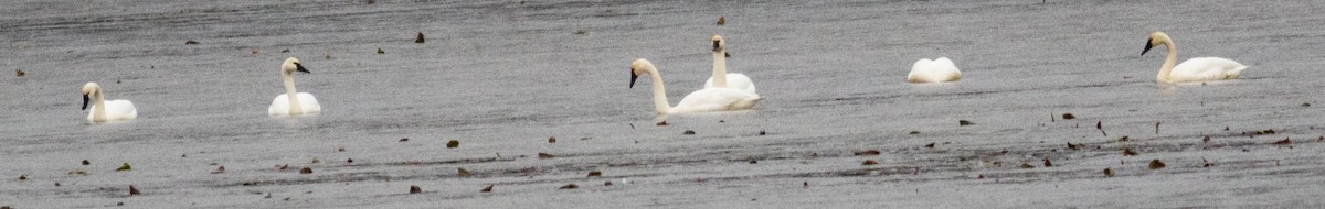 Tundra Swan - ML646117138
