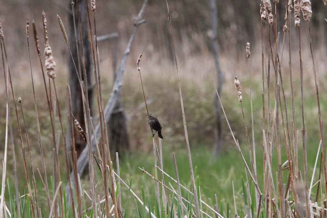 Rotflügelstärling - ML646117143