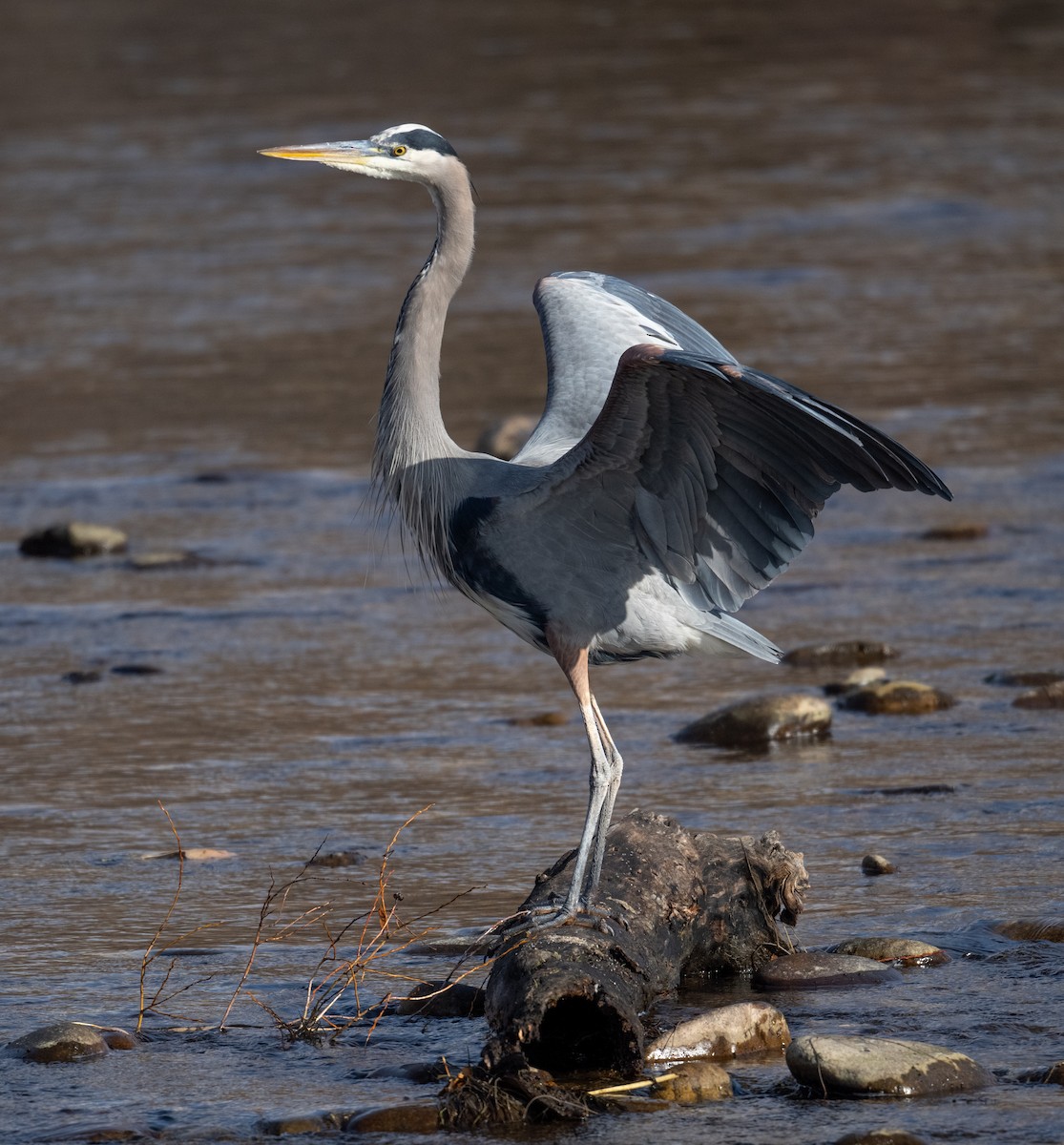 Great Blue Heron - ML646117144