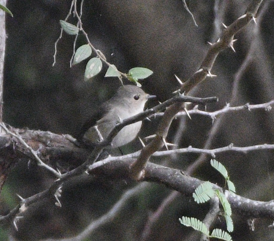 Taiga Flycatcher - ML646117148