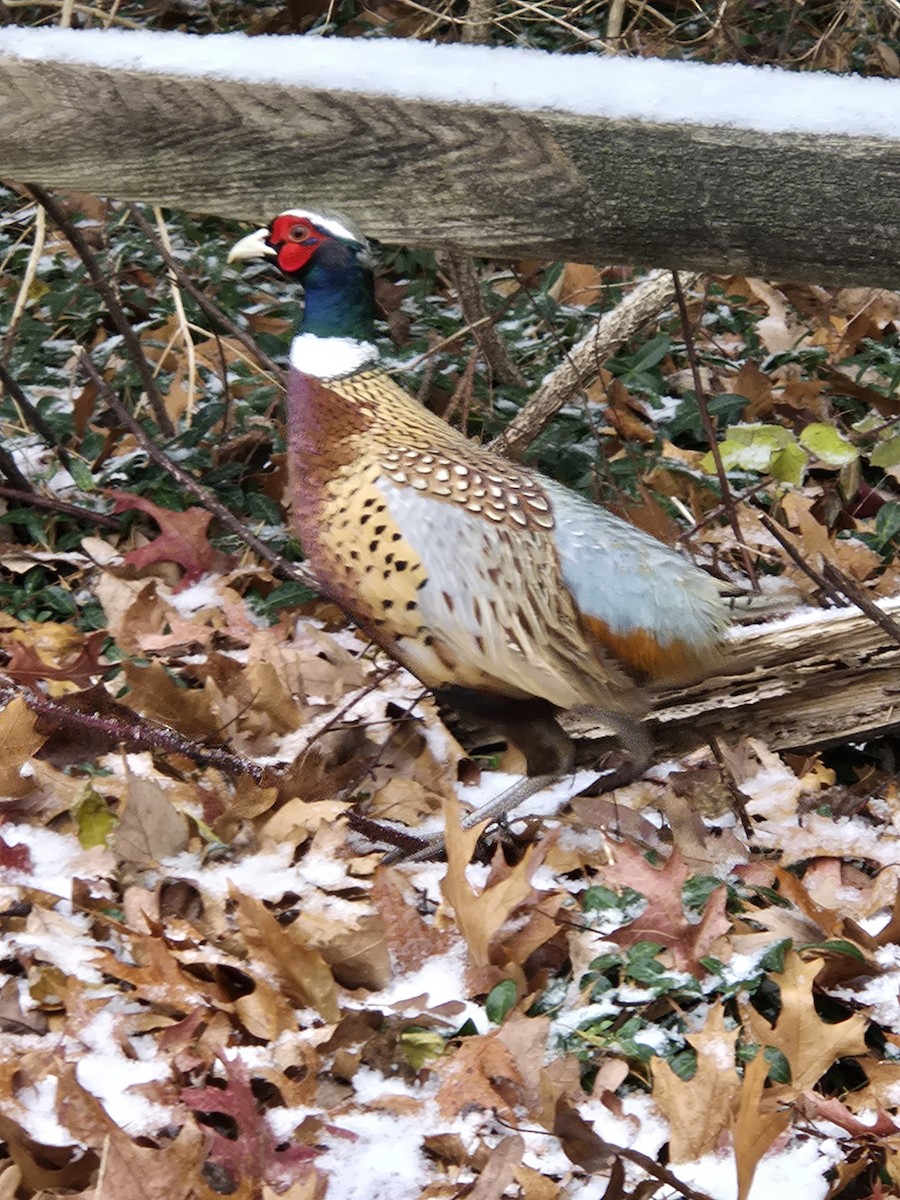 Фазан звичайний - ML646117149