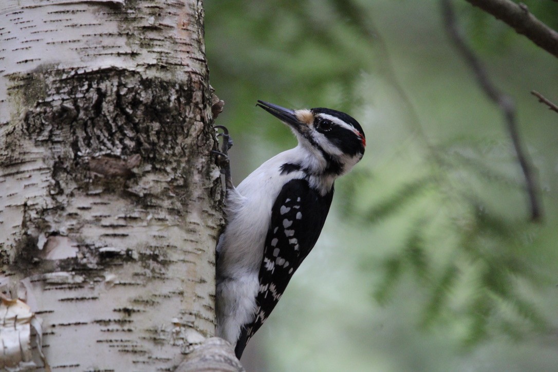 Haarspecht - ML646117152