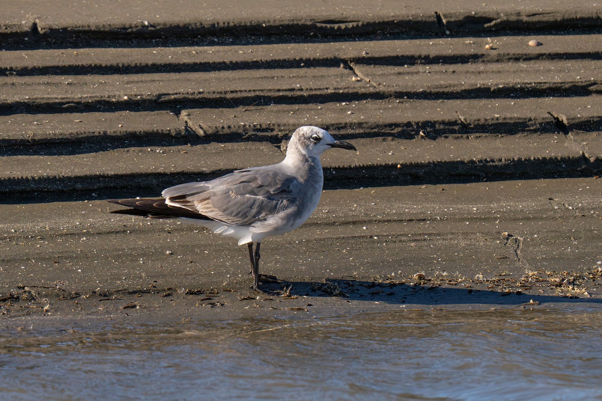Mouette atricille - ML646117153