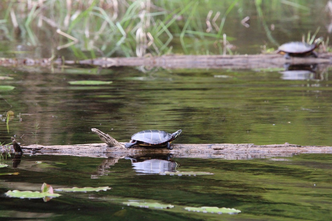 Zierschildkröte - ML646117161