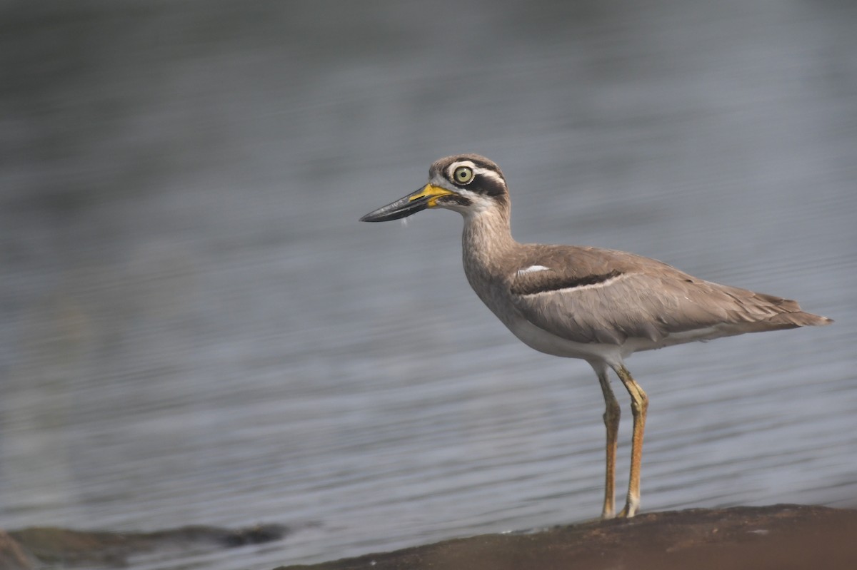 כרוון ענק - ML646117163