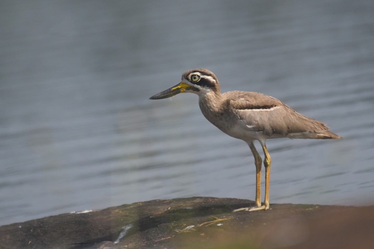 כרוון ענק - ML646117165