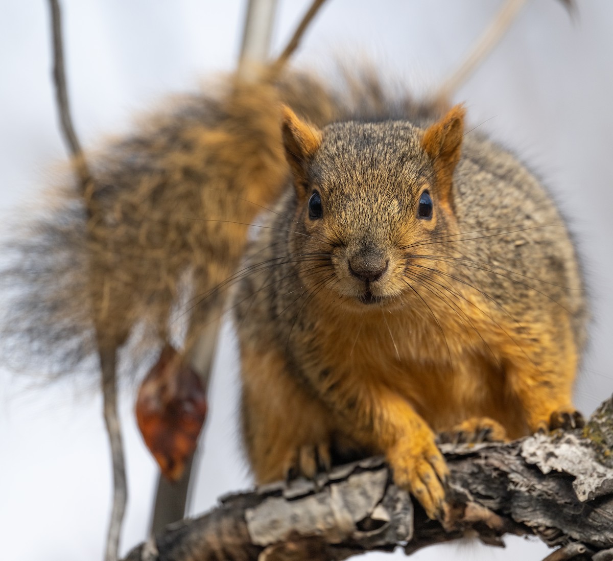 Western Fox Squirrel - ML646117174