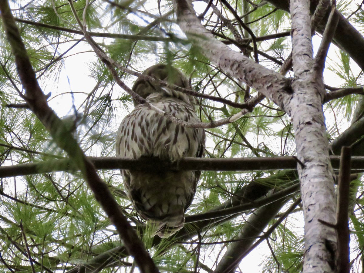 Barred Owl - ML646117196