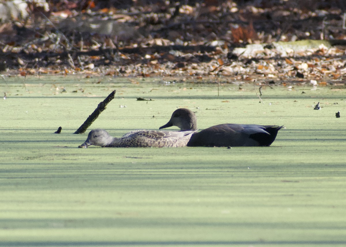 kopřivka obecná - ML646117200