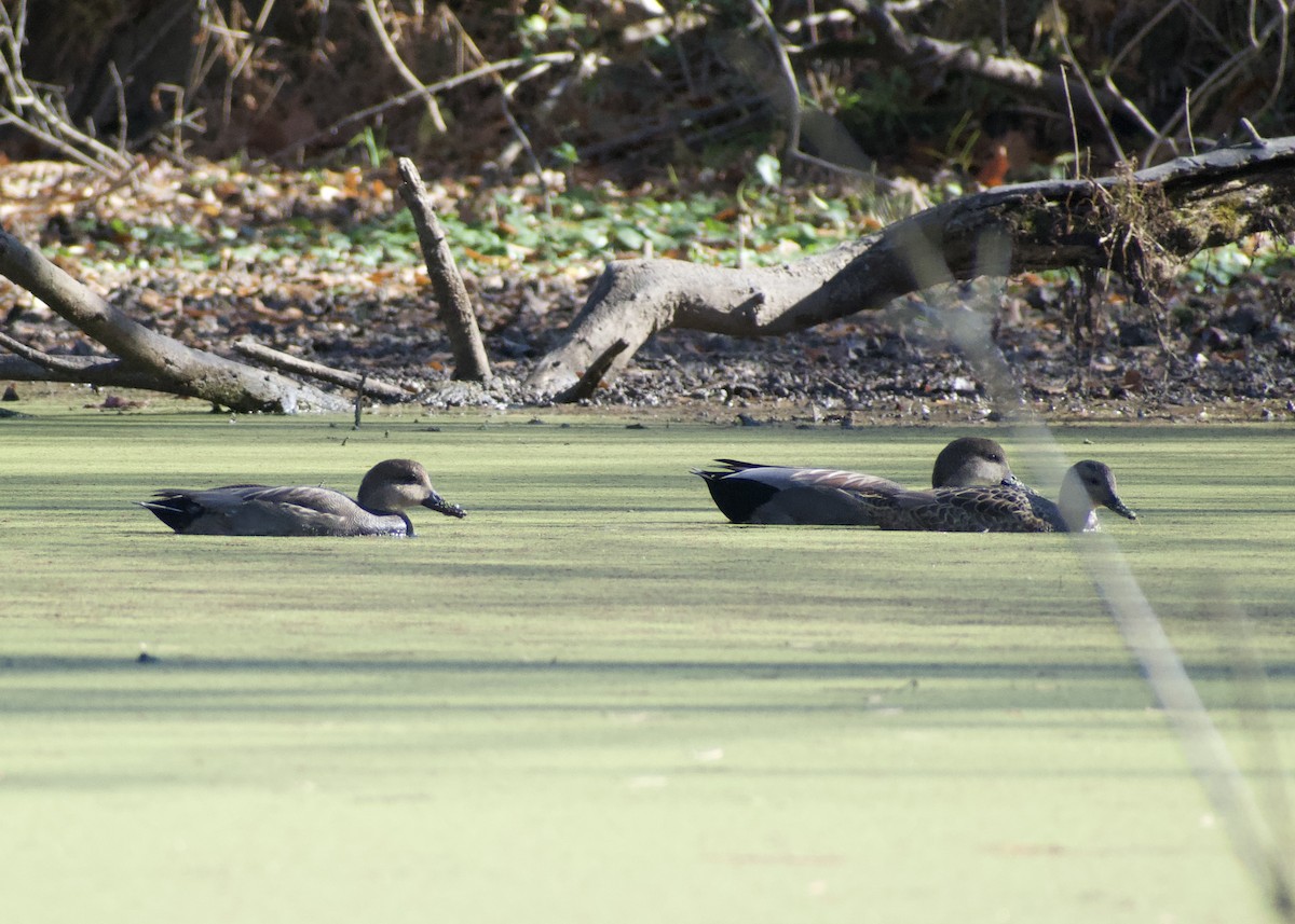 kopřivka obecná - ML646117201
