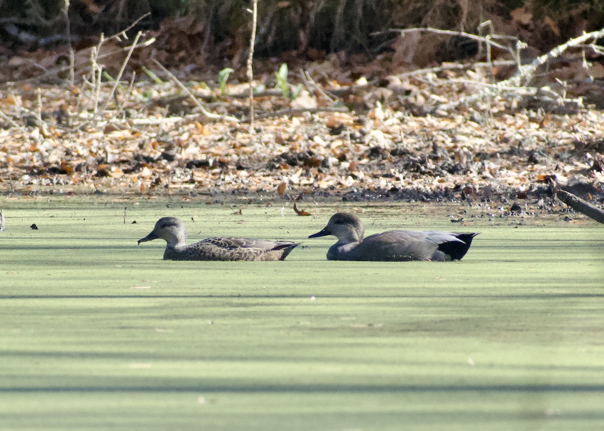kopřivka obecná - ML646117202
