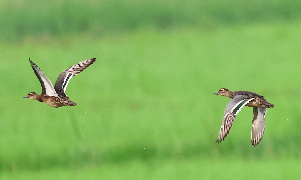 Garganey - ML646117205