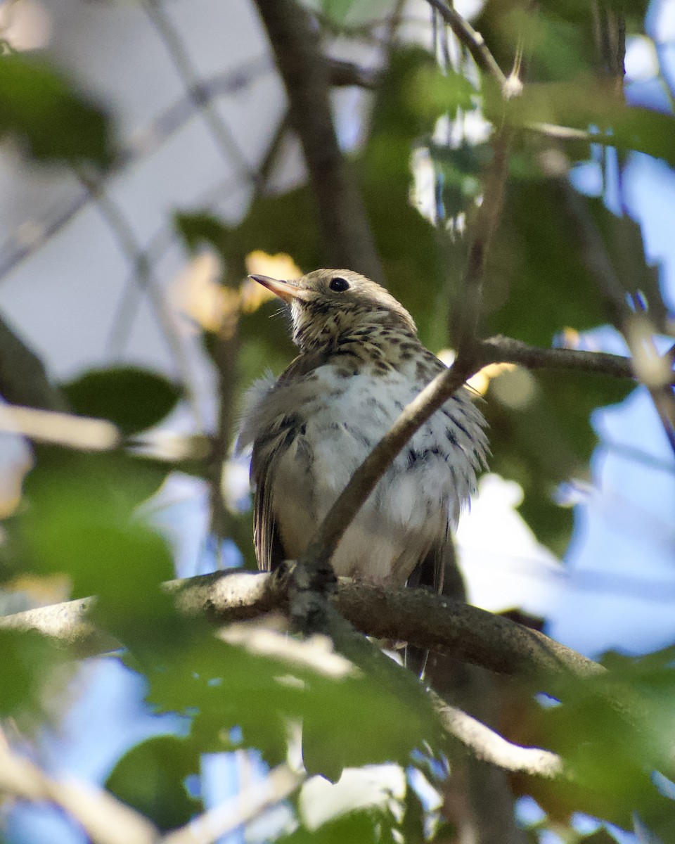 drozd rezavoocasý - ML646117209