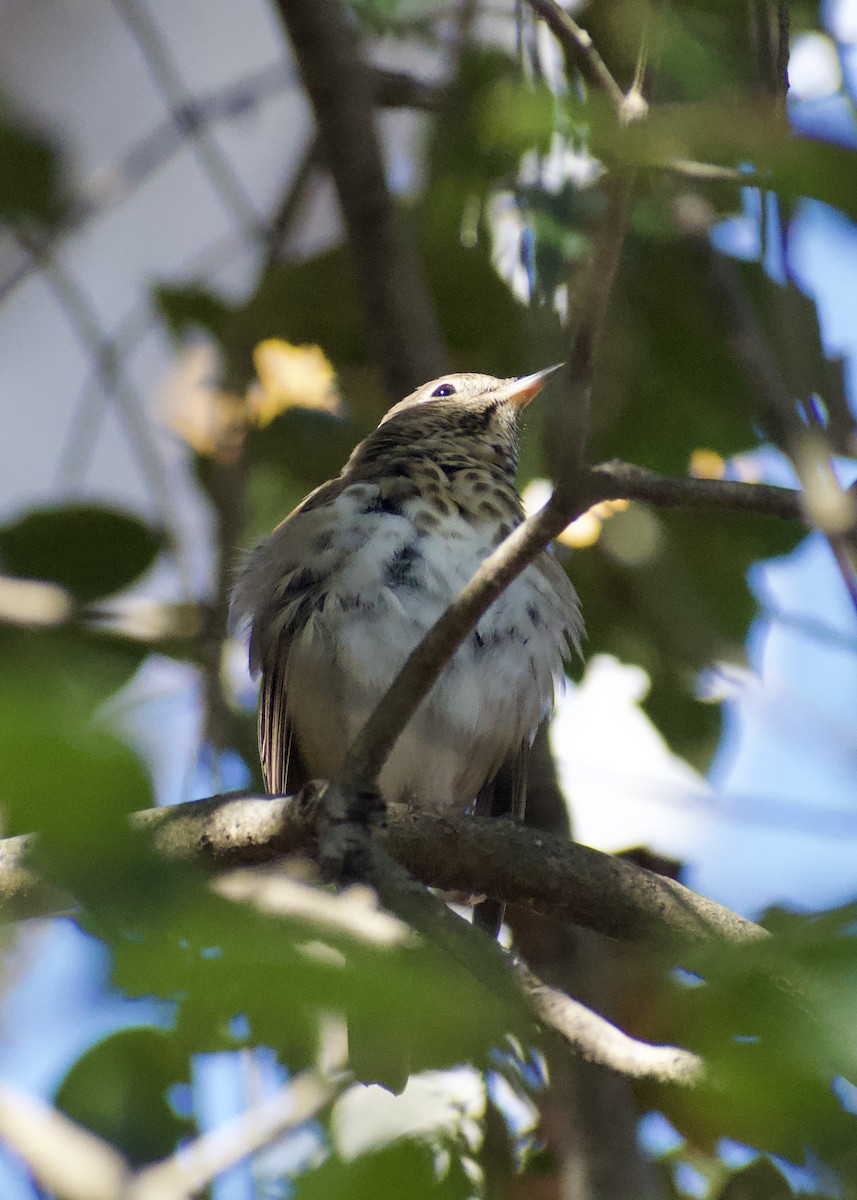 drozd rezavoocasý - ML646117210