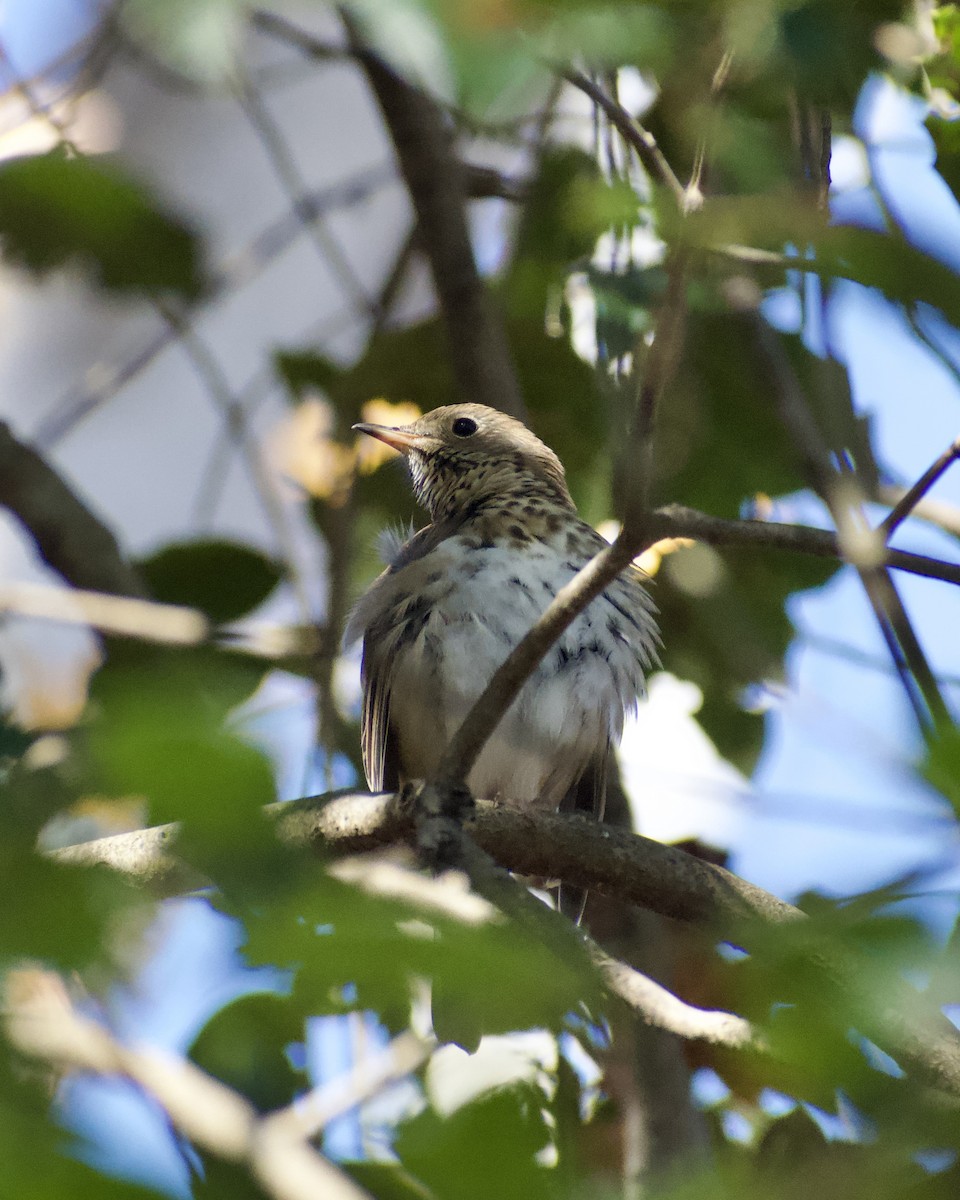 drozd rezavoocasý - ML646117211