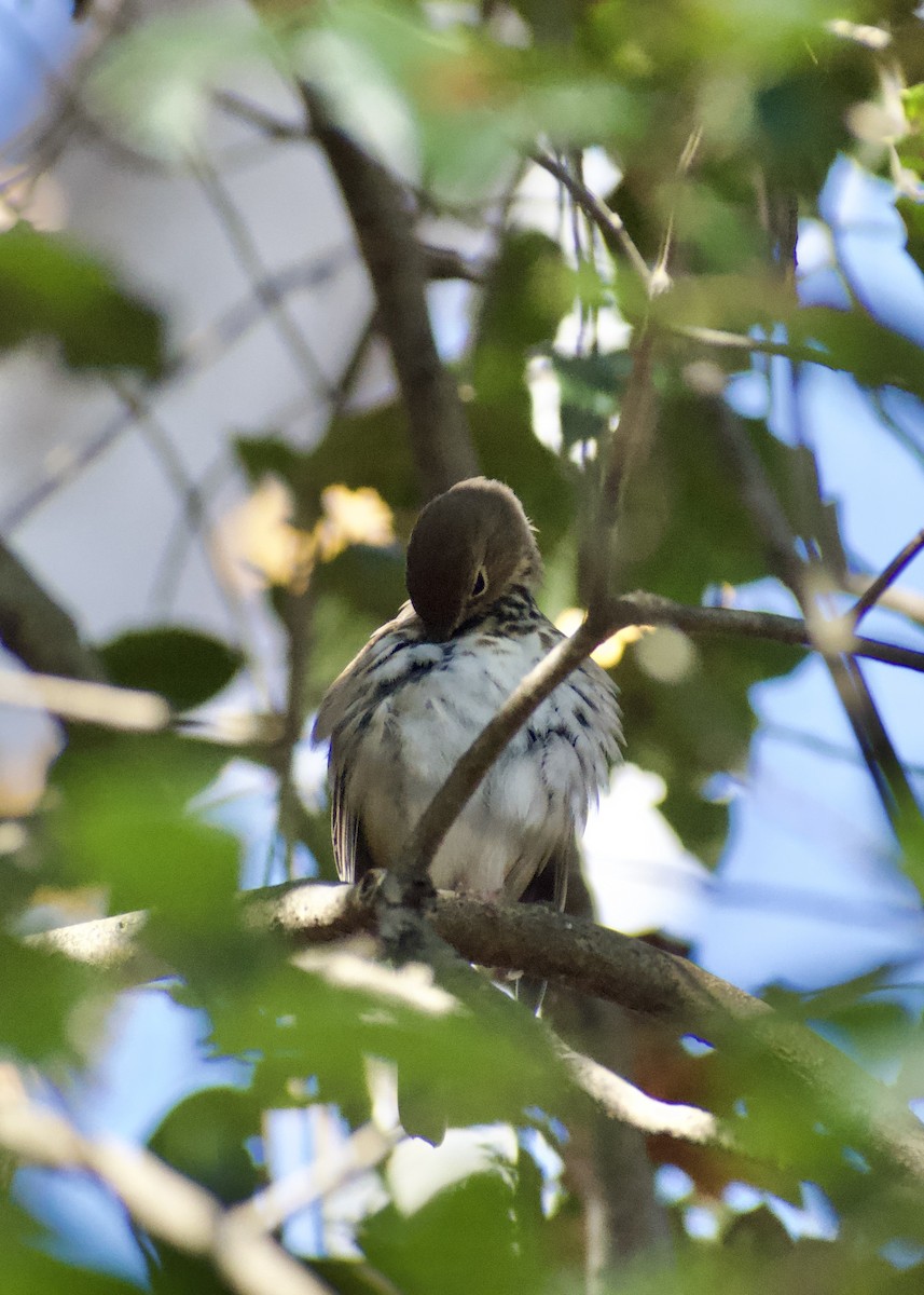 drozd rezavoocasý - ML646117212