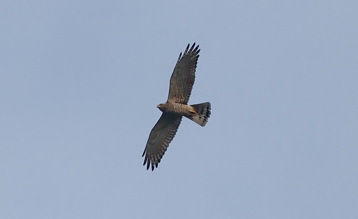 Gray-faced Buzzard - ML646117218