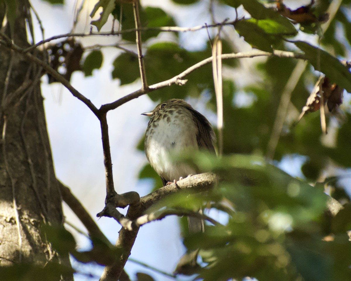 drozd rezavoocasý - ML646117219