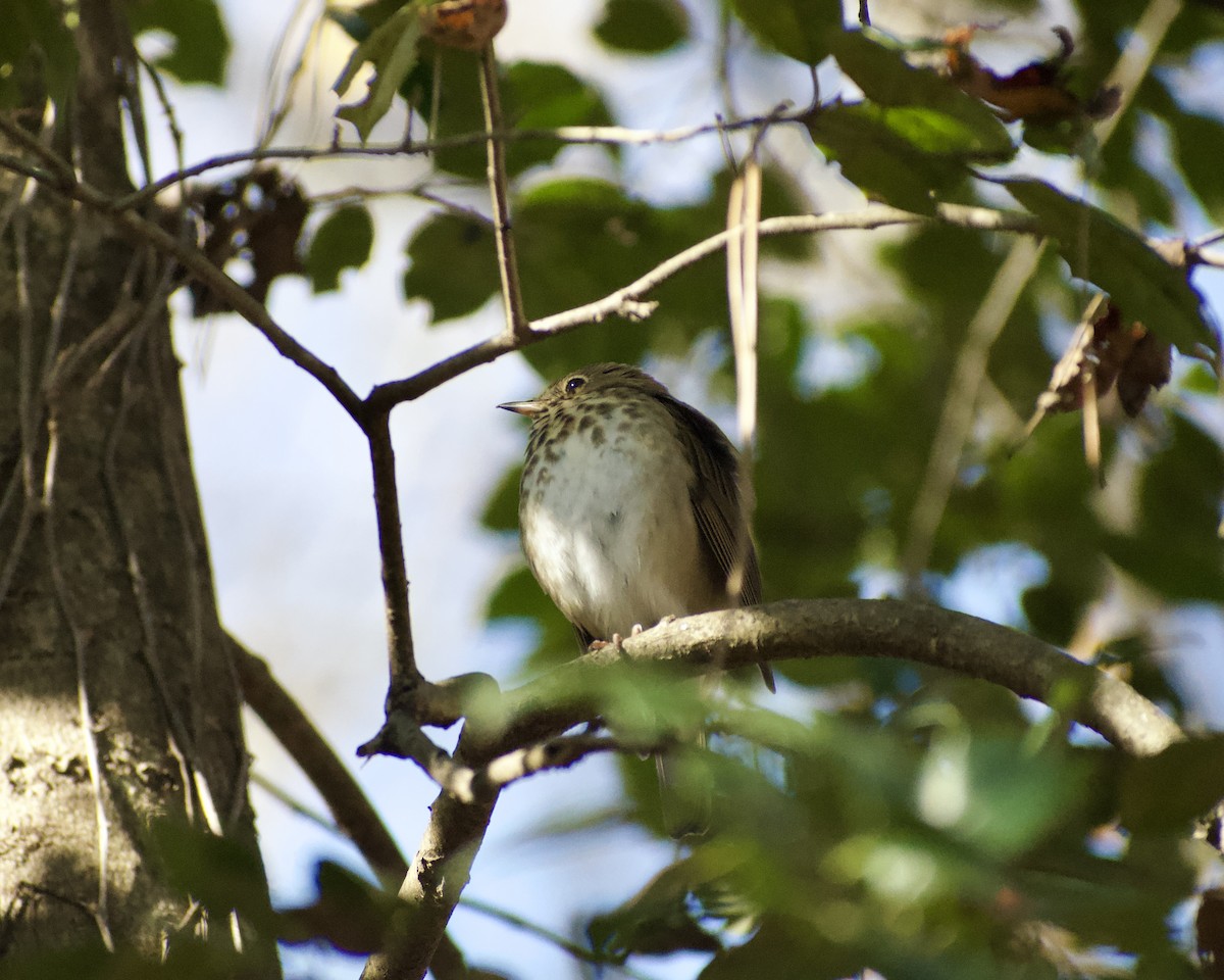 drozd rezavoocasý - ML646117220