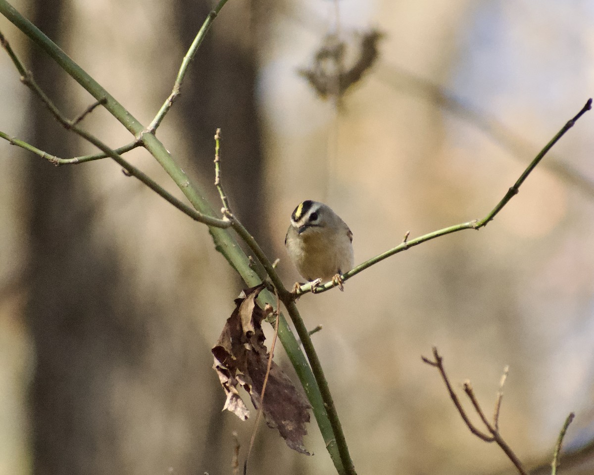 králíček zlatohlavý - ML646117227