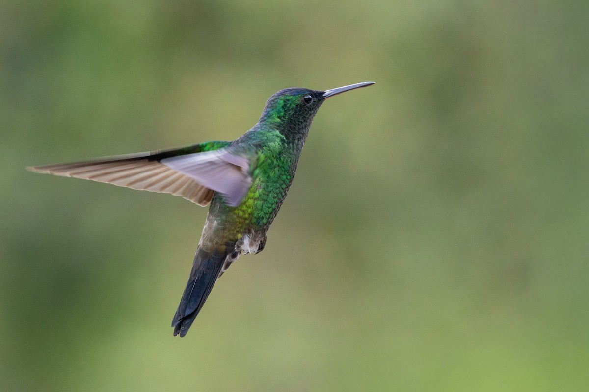 kolibřík indigovohlavý - ML646117235