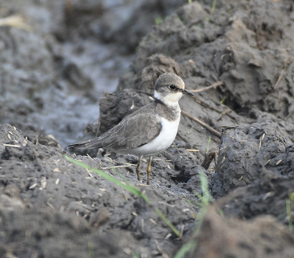 Little Ringed Plover - ML646117249