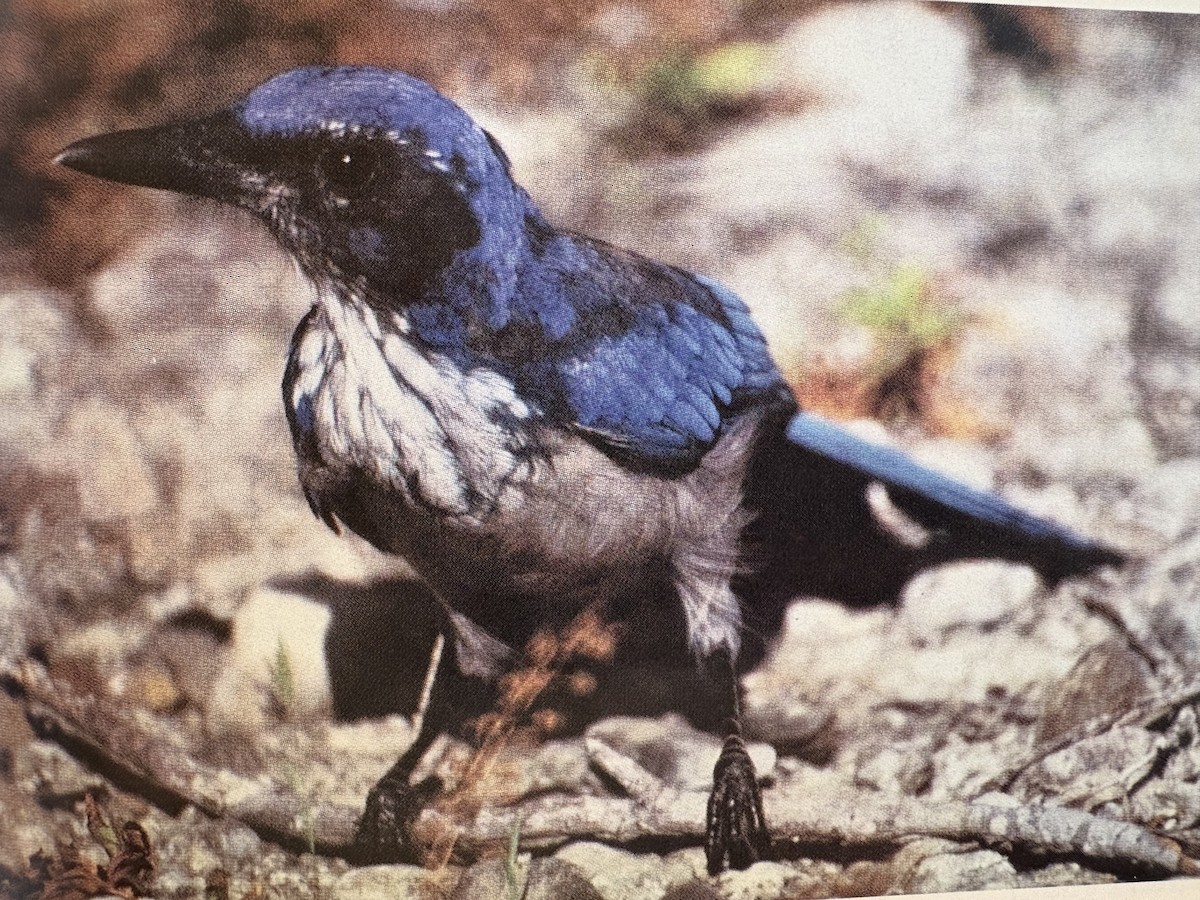 Island Scrub-Jay - ML646117250