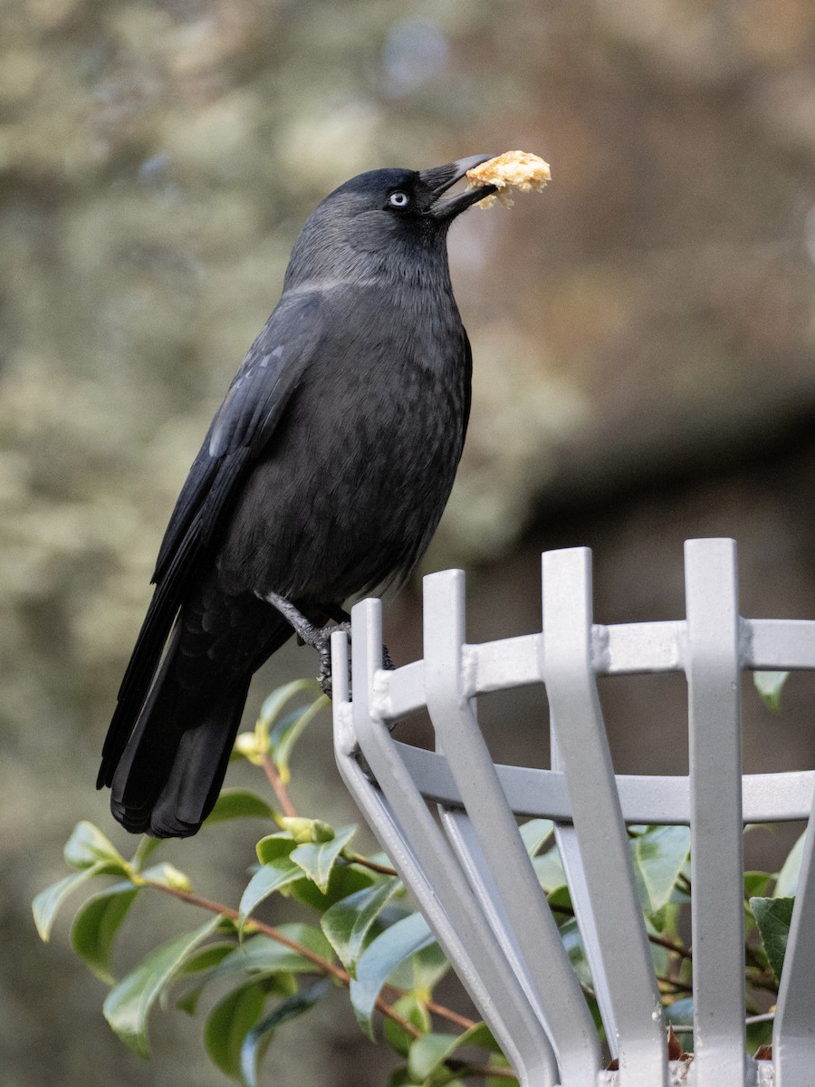 Eurasian Jackdaw - ML646117262