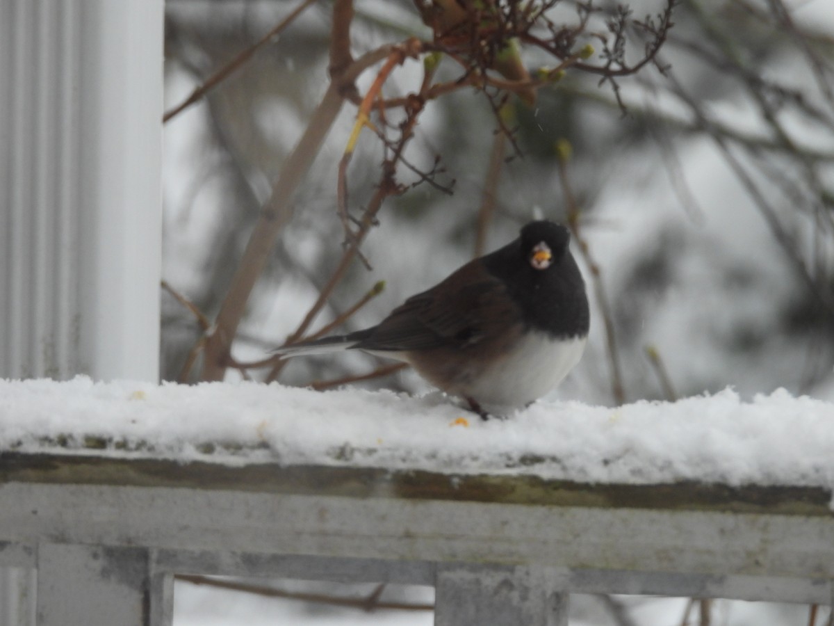 Dark-eyed Junco (cismontanus) - ML646117266