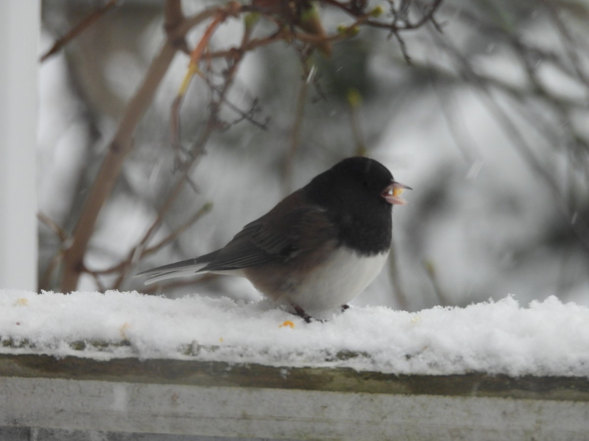 Dark-eyed Junco (cismontanus) - ML646117267