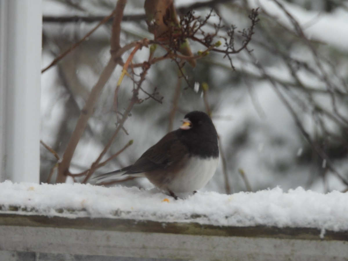 Dark-eyed Junco (cismontanus) - ML646117268