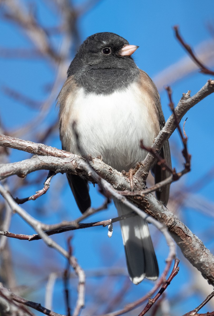 Dark-eyed Junco - ML646117269