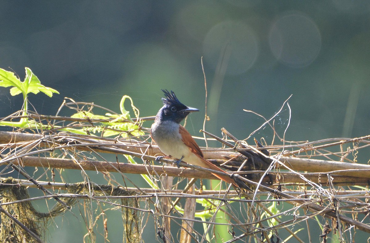 Indian Paradise-Flycatcher - ML646117274