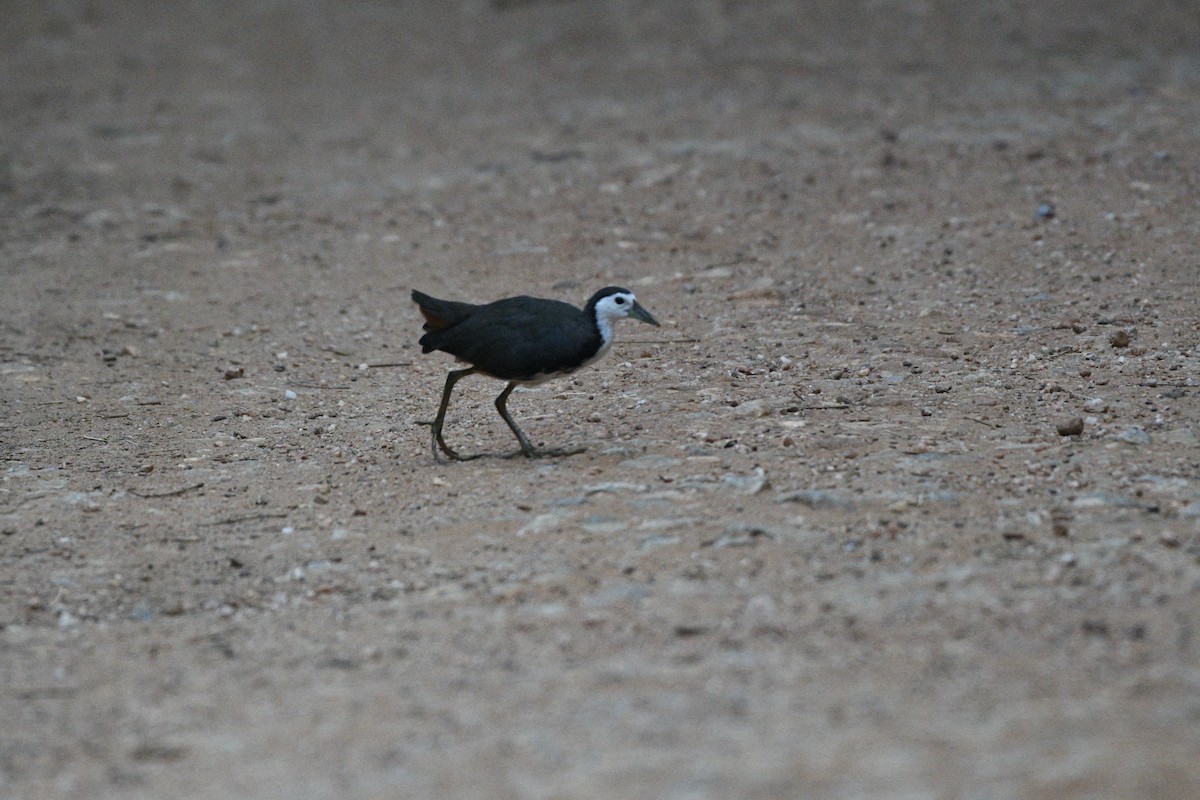 White-breasted Waterhen - ML646117278