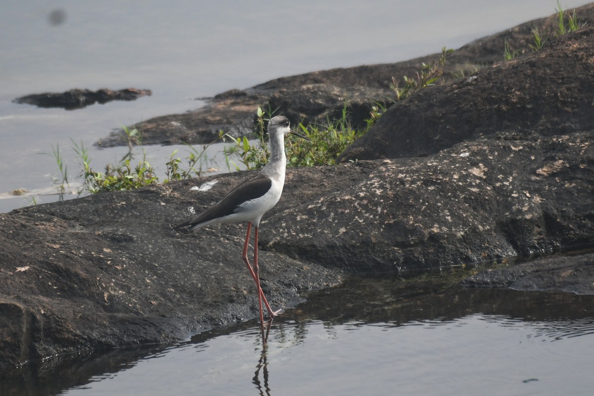 Black-winged Stilt - ML646117280
