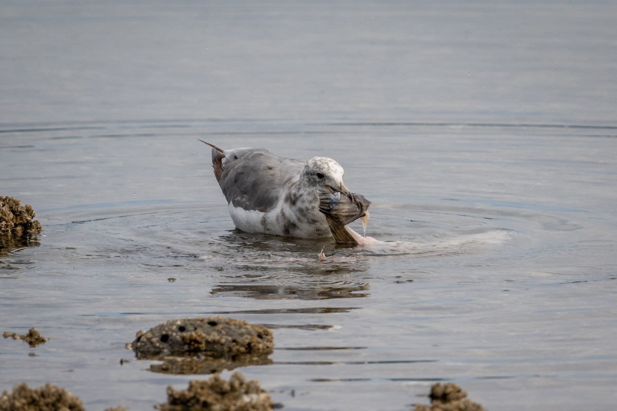 California Gull - ML646117284