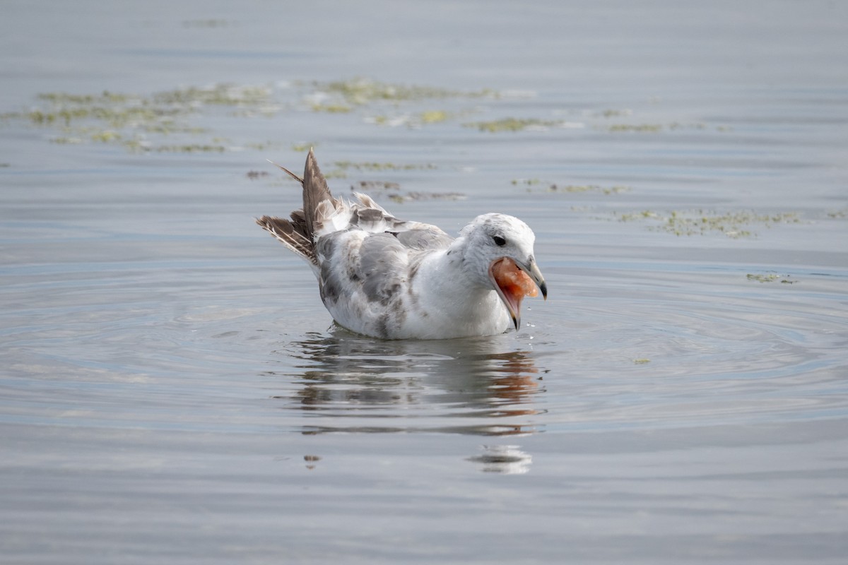 California Gull - ML646117285