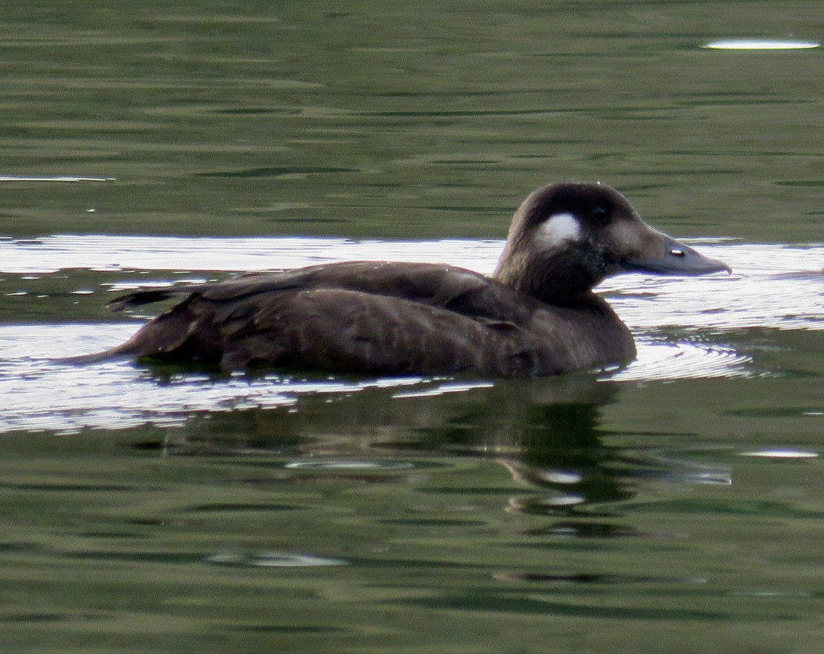 White-winged Scoter - ML646117287