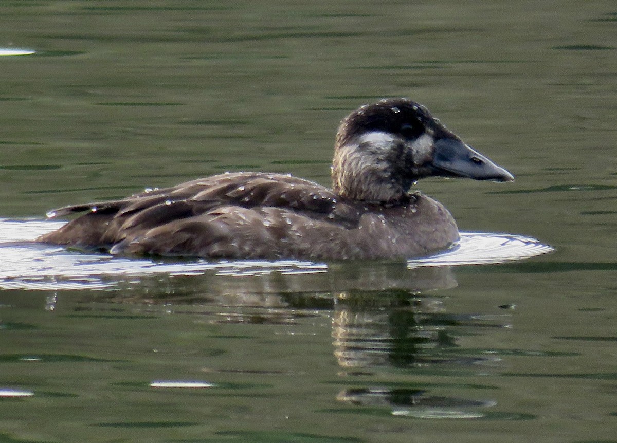 Surf Scoter - ML646117288