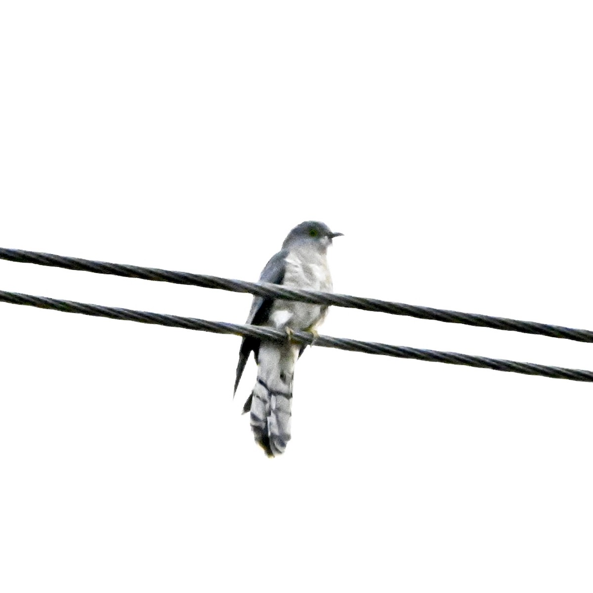 Common Hawk-Cuckoo - ML646117293