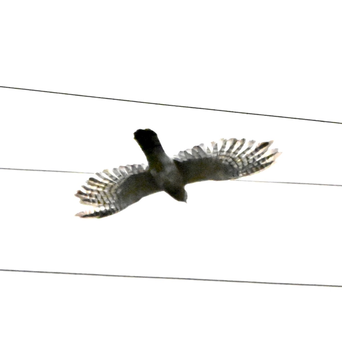 Common Hawk-Cuckoo - ML646117294