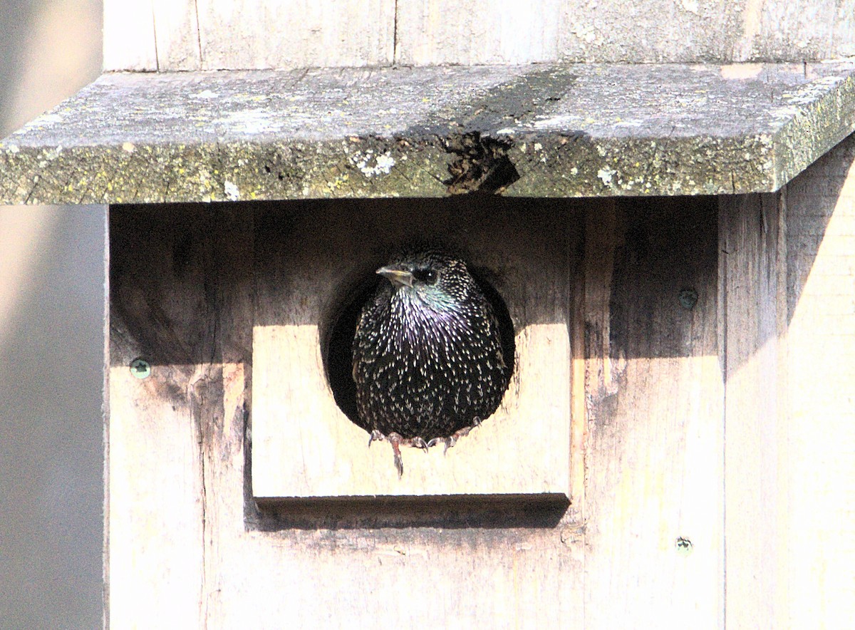 Шпак звичайний - ML646117295